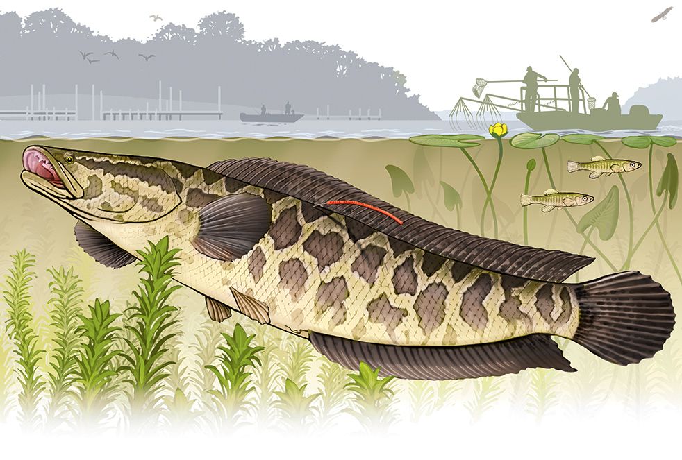 Snakehead fish